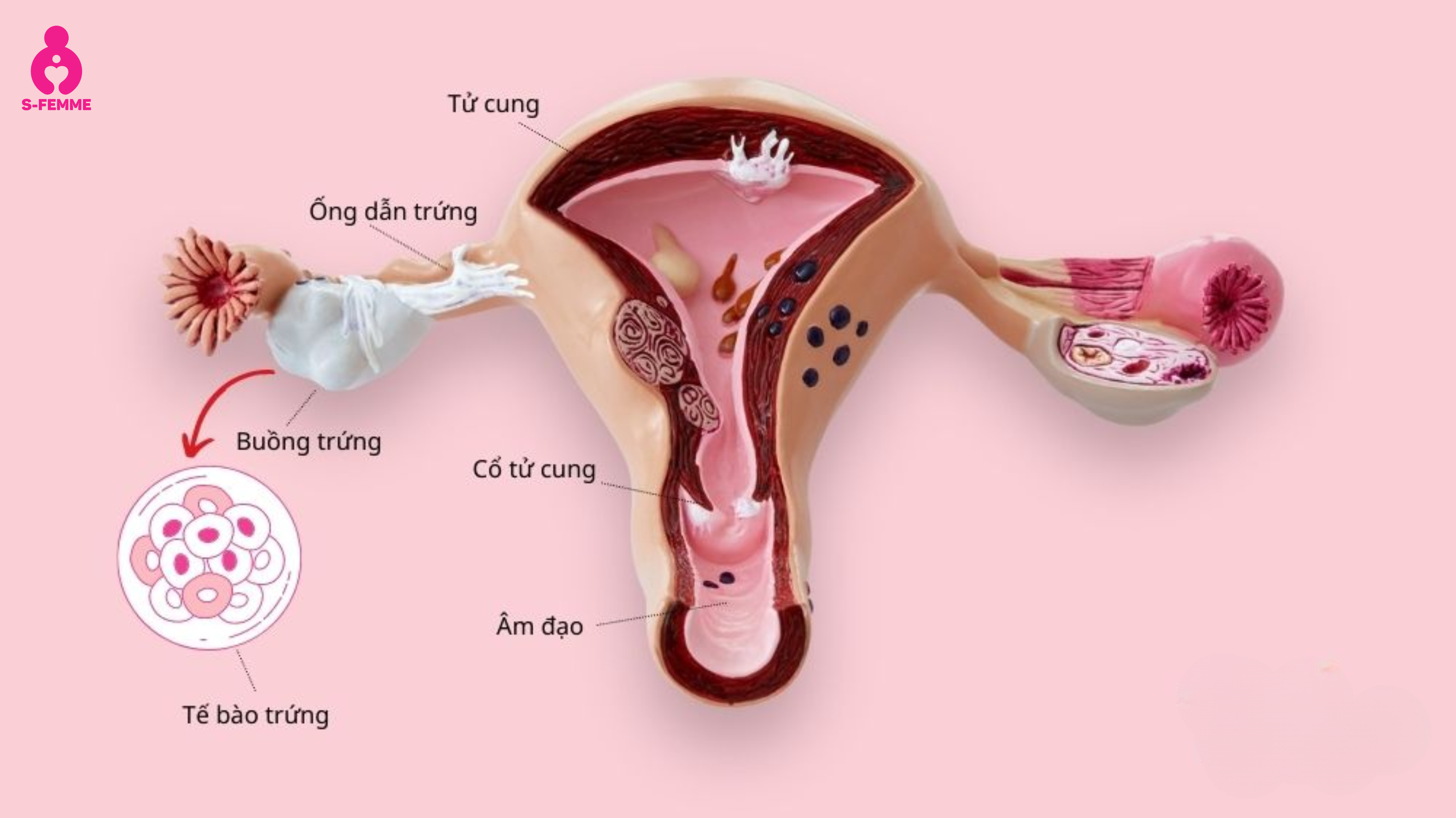 Vòi trứng và vai trò trong quá trình thụ thai